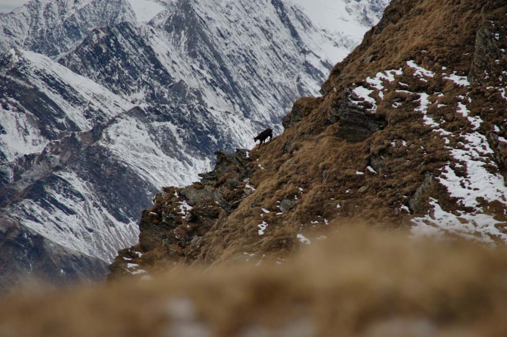 camoscio (montagna vera)